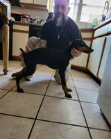 Nina, a female Doberman Pinscher for sale in Rio Rancho, NM – 3 of 3