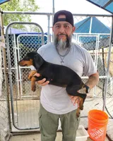 Dobby, a male Doberman Pinscher for sale in Rio Rancho, NM – 2 of 2