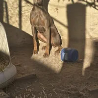 Sweet Purple, a female Doberman Pinscher for sale in Rio Rancho, NM – Photo 4 of 4