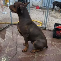 Sweet Purple, a female Doberman Pinscher for sale in Rio Rancho, NM – Photo 3 of 4