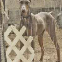 Sweet Purple, a female Doberman Pinscher for sale in Rio Rancho, NM – Photo 2 of 4