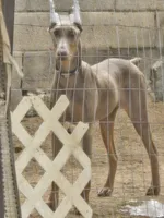 processed/a51d005a-4281-441b-a2c9-07105b1c10df/listing/e5a23a5c-ea3b-49af-8491-8b88dae96ba1/8f8803f1-8125-4ff3-b74c-5abad00ca0bd