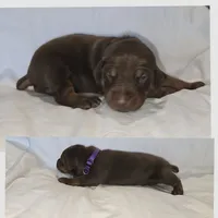 Sweet Purple, a female Doberman Pinscher for sale in Rio Rancho, NM – Photo 1 of 4