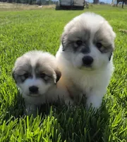 Ladybug 🐞 , a female Great Pyrenees for sale in Red Bluff, CA – 6 of 10