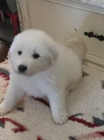 Dandie (Dandelion), a male Great Pyrenees for sale in Red Bluff, CA – 1 of 10