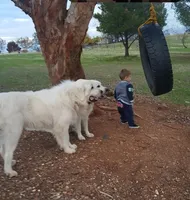 Dallia, a female Great Pyrenees for sale in Red Bluff, CA – Photo 7 of 9