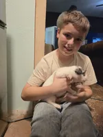 Dallia, a female Great Pyrenees for sale in Red Bluff, CA – Photo 6 of 9