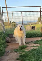 Dallia, a female Great Pyrenees for sale in Red Bluff, CA – Photo 3 of 9
