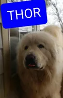 Honey (Honey Bee 🐝), a female Great Pyrenees for sale in Red Bluff, CA – Photo 9 of 10