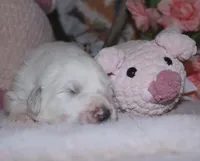 Dallia, a female Great Pyrenees for sale in Red Bluff, CA – Photo 2 of 9