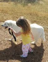 Dallia, a female Great Pyrenees for sale in Red Bluff, CA – Photo 9 of 9