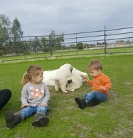 Dallia, a female Great Pyrenees for sale in Red Bluff, CA – Photo 5 of 9