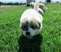 Bumble (Bumblebee), a male Great Pyrenees for sale in Red Bluff, CA – 6 of 6