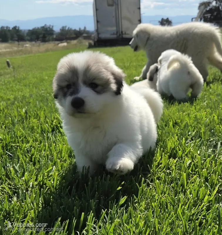 Ladybug 🐞  – Great Pyrenees puppy for sale in Red Bluff, CA