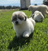 Ladybug 🐞 , a female Great Pyrenees for sale in Red Bluff, CA – 1 of 10