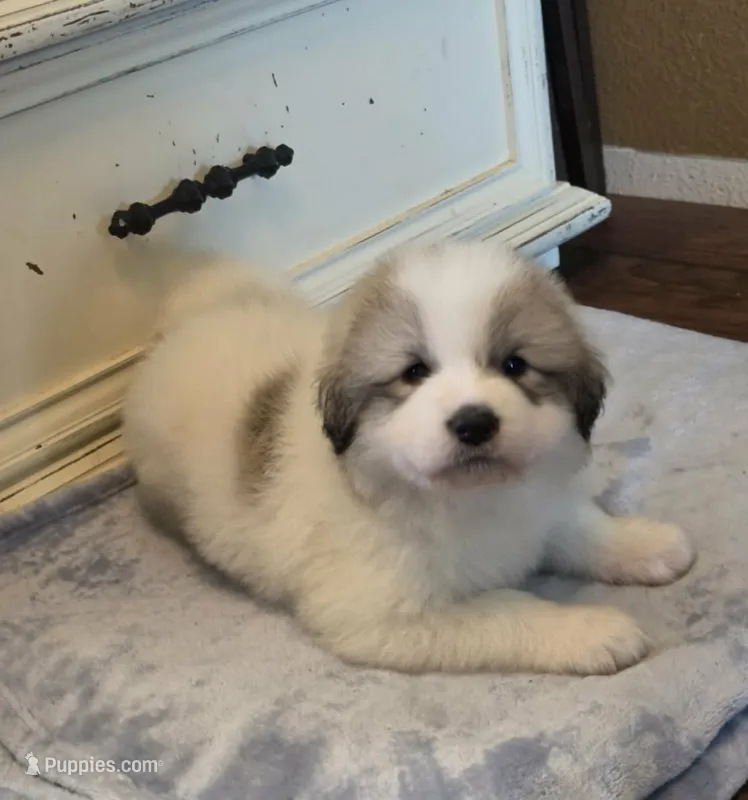 Hopper (Petal hopper) – Great Pyrenees puppy for sale in Red Bluff, CA