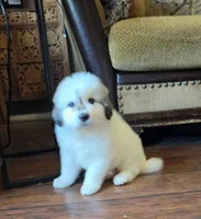 Bumble (Bumblebee), a male Great Pyrenees for sale in Red Bluff, CA – 5 of 10