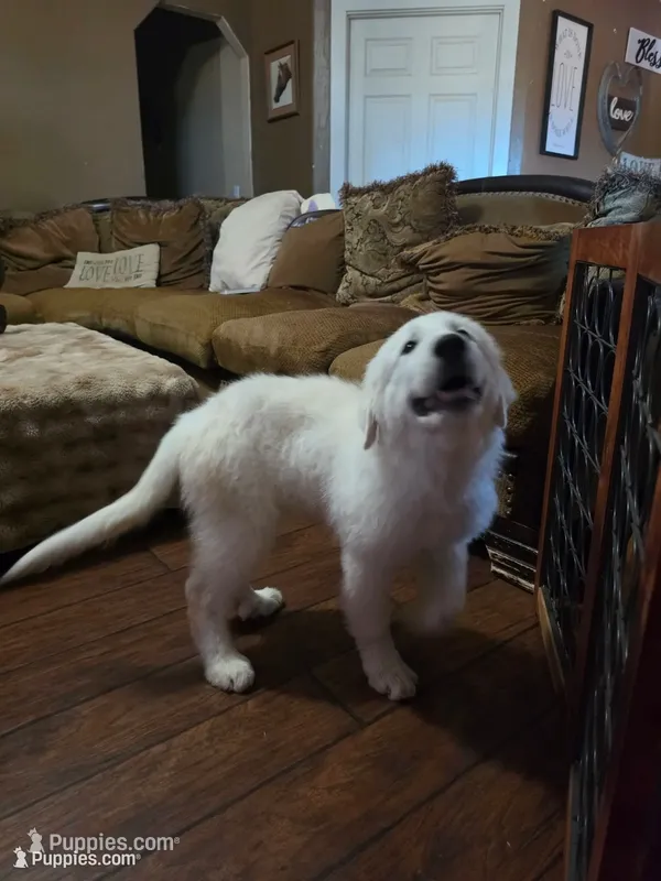 Dandie (Dandelion) – Great Pyrenees puppy for sale in Red Bluff, CA