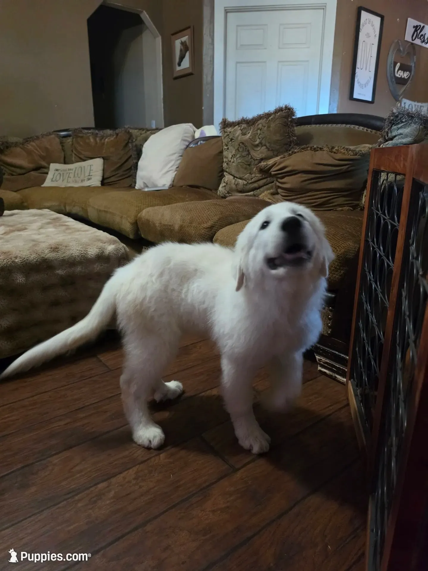Dandie (Dandelion), a male Great Pyrenees for sale in Red Bluff, CA – 1 of 9