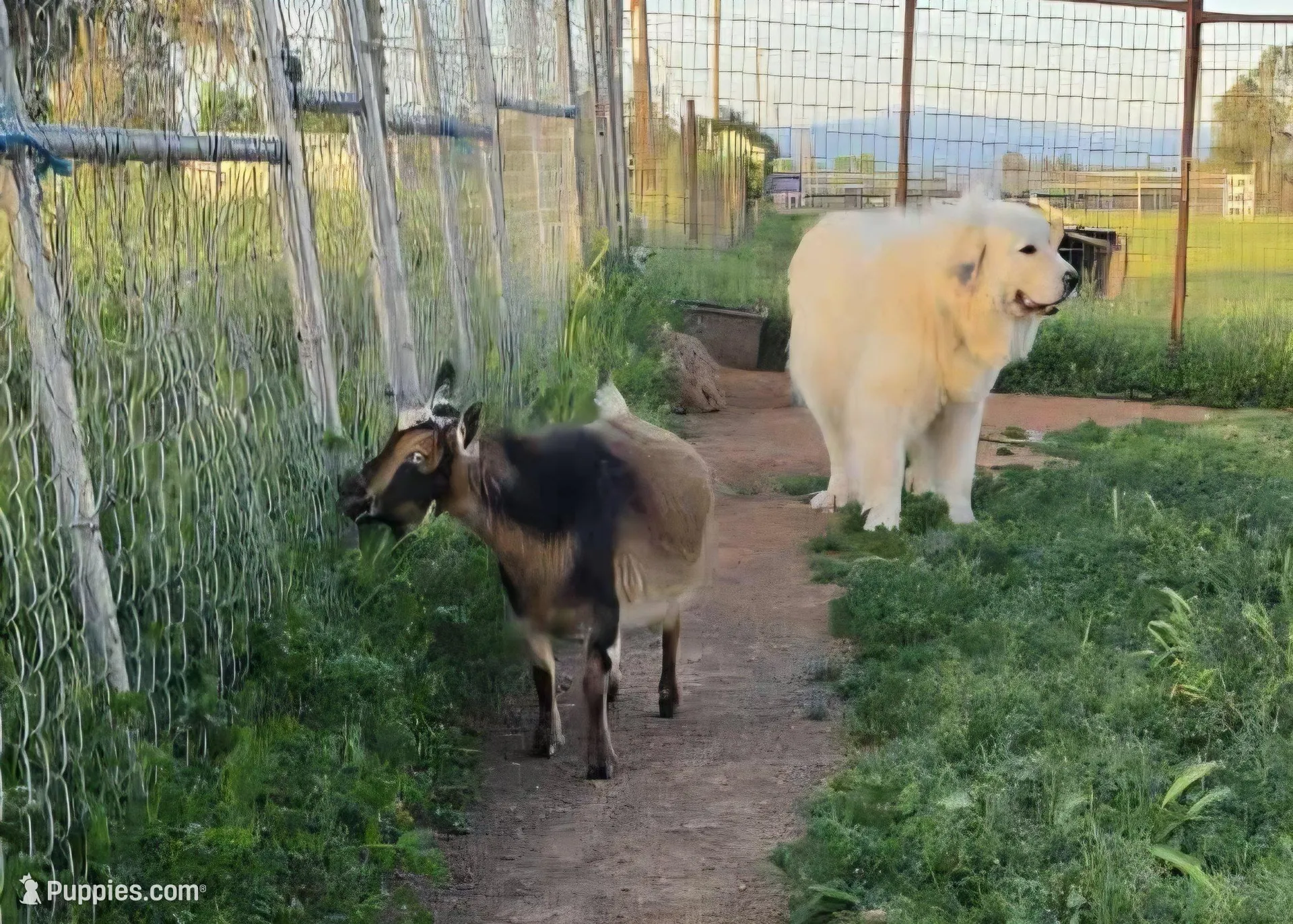 Butterfly, a female Great Pyrenees for sale in Red Bluff, CA – Photo 6 of 9
