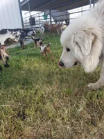 Doodlebug, a male Great Pyrenees for sale in Red Bluff, CA – 10 of 10