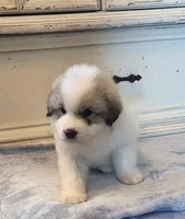 Hopper (Petal hopper), a male Great Pyrenees for sale in Red Bluff, CA – 3 of 10