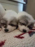 Ladybug 🐞 , a female Great Pyrenees for sale in Red Bluff, CA – 5 of 10