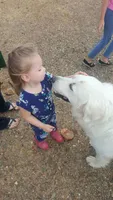 Ladybug 🐞 , a female Great Pyrenees for sale in Red Bluff, CA – 10 of 10