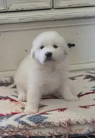 Dandie (Dandelion), a male Great Pyrenees for sale in Red Bluff, CA – 8 of 10