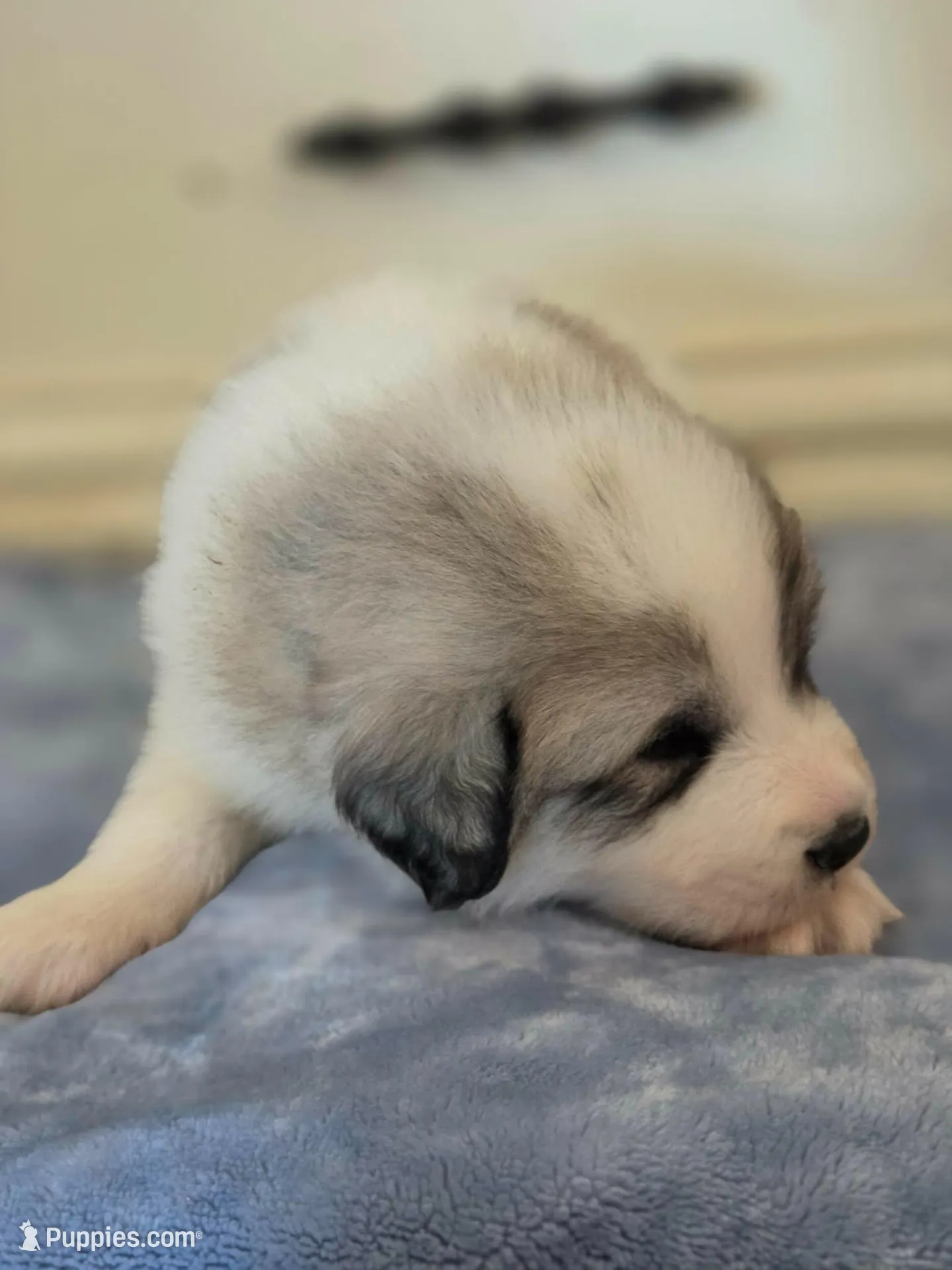 Petalhopper, a male Great Pyrenees for sale in Red Bluff, CA – Photo 2 of 9