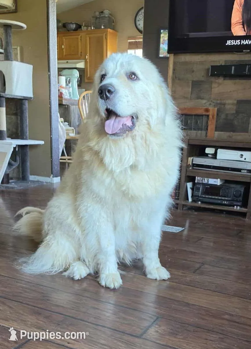 Butterfly, a female Great Pyrenees for sale in Red Bluff, CA – Photo 4 of 9