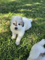 Bumble (Bumblebee), a male Great Pyrenees for sale in Red Bluff, CA – 4 of 10
