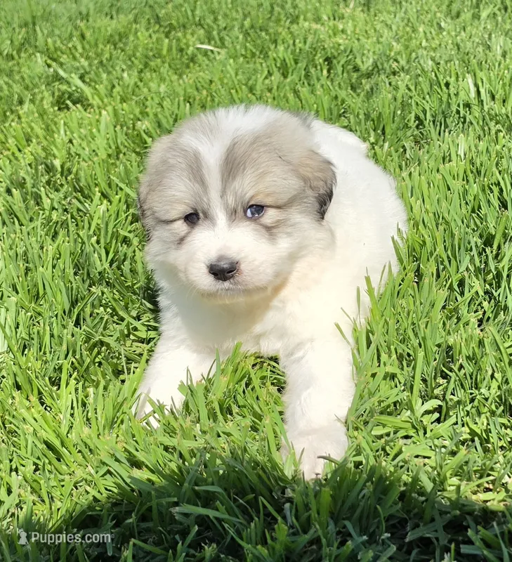 Butterfly – Great Pyrenees puppy for sale in Red Bluff, CA