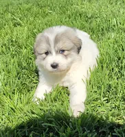 Butterfly, a female Great Pyrenees for sale in Red Bluff, CA – 1 of 9