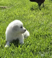 Honey (Honey Bee 🐝), a female Great Pyrenees for sale in Red Bluff, CA – 3 of 10