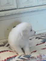 Dandie (Dandelion), a male Great Pyrenees for sale in Red Bluff, CA – 6 of 10