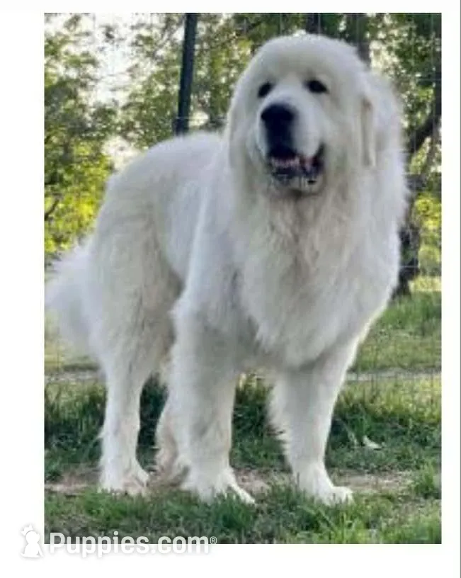 Butterfly, a female Great Pyrenees for sale in Red Bluff, CA – Photo 7 of 9