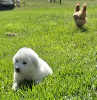 Dandie (Dandelion), a male Great Pyrenees for sale in Red Bluff, CA – 9 of 10