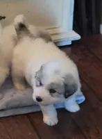 Doodlebug, a male Great Pyrenees for sale in Red Bluff, CA – 3 of 10