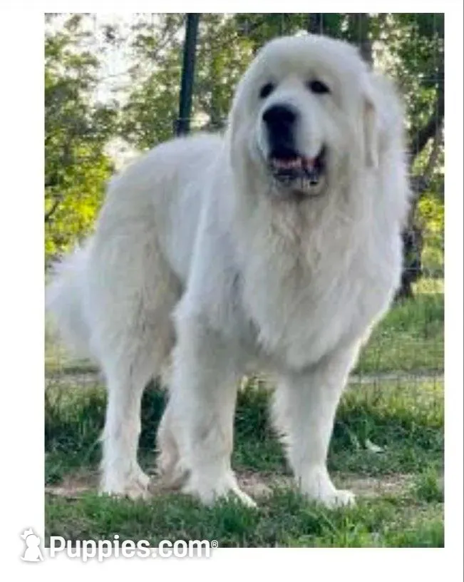 Drago (Dragonfly), a male Great Pyrenees for sale in Red Bluff, CA – Photo 5 of 10