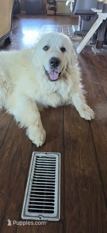 Finally here – Great Pyrenees puppy for sale in Red Bluff, CA