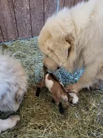 Finally here, a male Great Pyrenees for sale in Red Bluff, CA – Photo 4 of 8