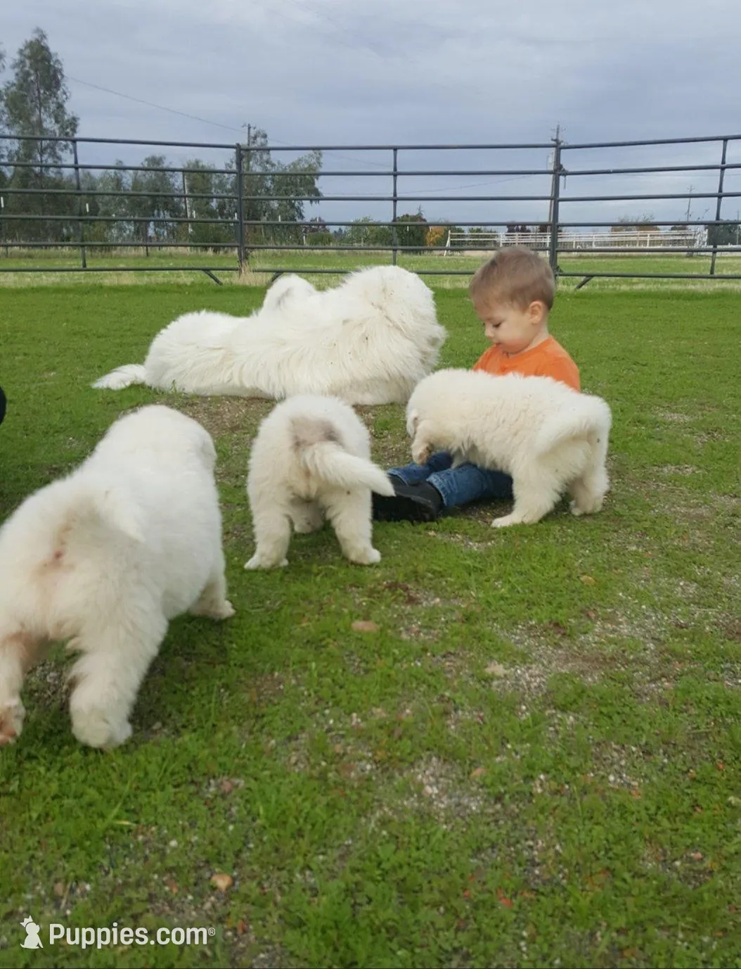 Drago (Dragonfly), a male Great Pyrenees for sale in Red Bluff, CA – Photo 10 of 10