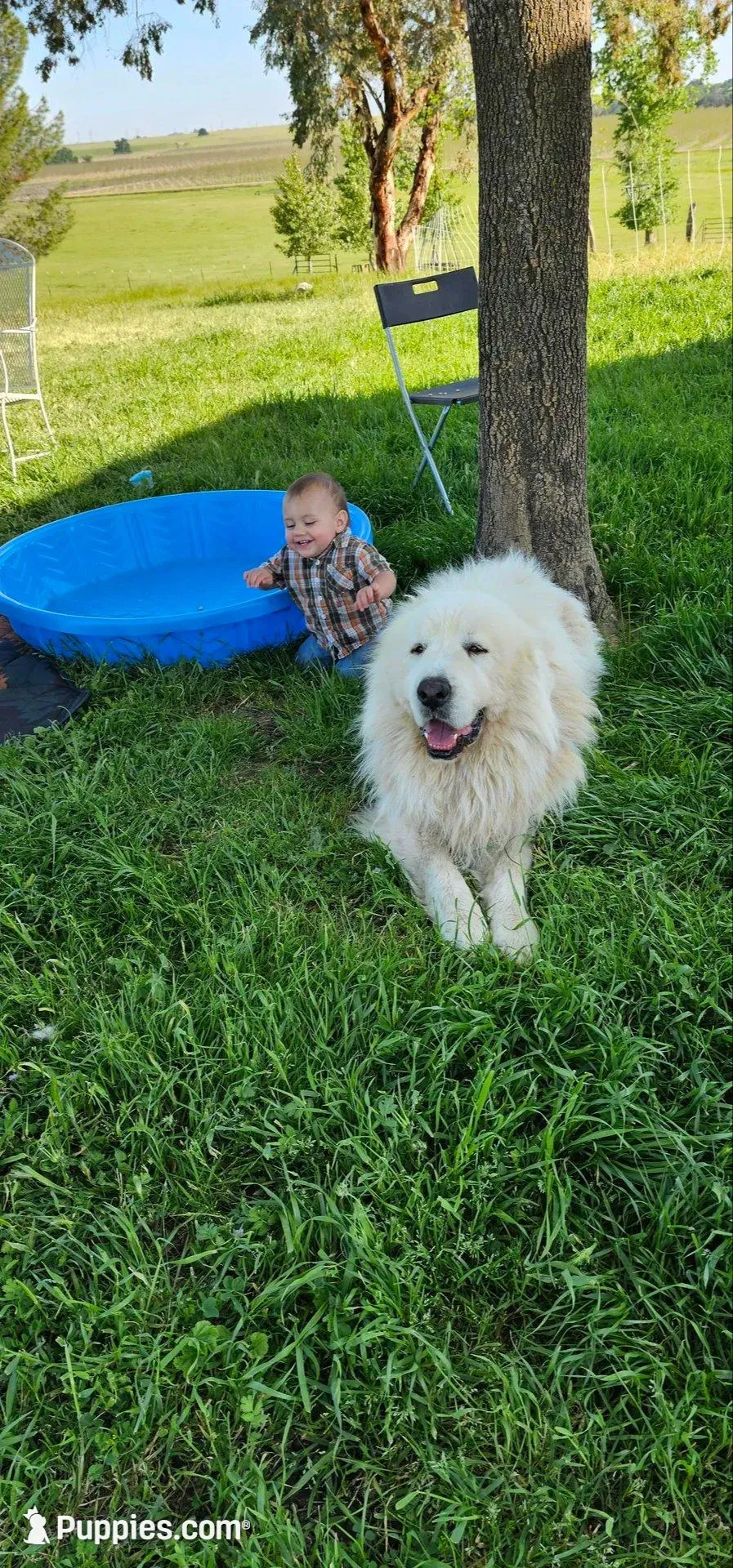 Drago (Dragonfly), a male Great Pyrenees for sale in Red Bluff, CA – Photo 8 of 10
