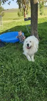 Finally here, a male Great Pyrenees for sale in Red Bluff, CA – Photo 8 of 8