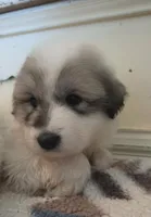 Ladybug 🐞 , a female Great Pyrenees for sale in Red Bluff, CA – 4 of 10