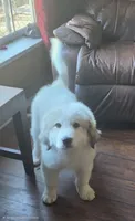 Doodlebug, a male Great Pyrenees for sale in Red Bluff, CA – 2 of 10