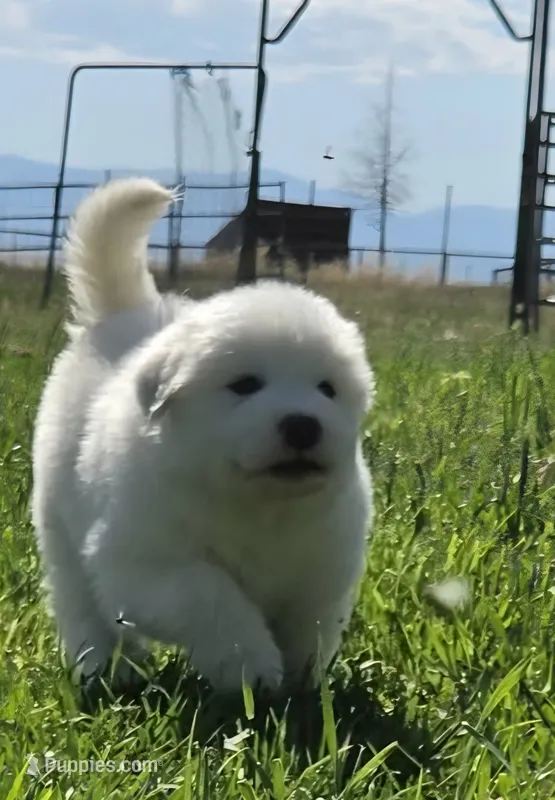 Honey (Honey Bee 🐝) – Great Pyrenees puppy for sale in Red Bluff, CA