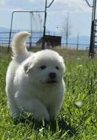 Honey (Honey Bee 🐝), a female Great Pyrenees for sale in Red Bluff, CA – 1 of 10