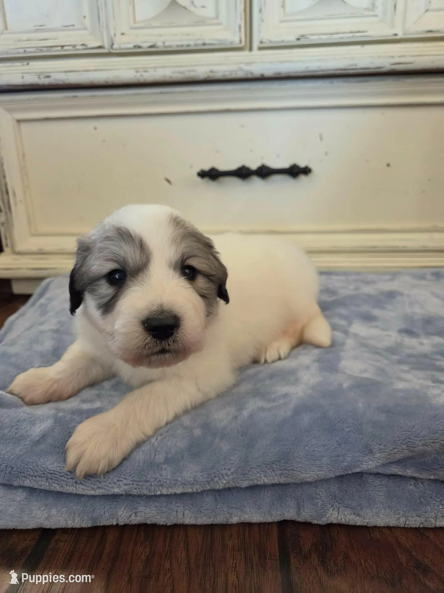 Drago (Dragonfly), a male Great Pyrenees for sale in Red Bluff, CA – Photo 2 of 10